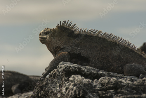 Marine Iguana, Galapagos © Betty Sederquist