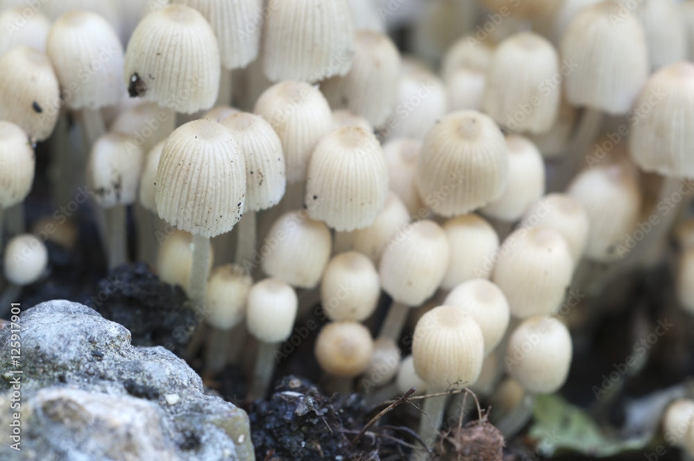 Mushrooms (Coprinus disseminatus) on a stump Mushrooms (Coprinus disseminatus) on a stump