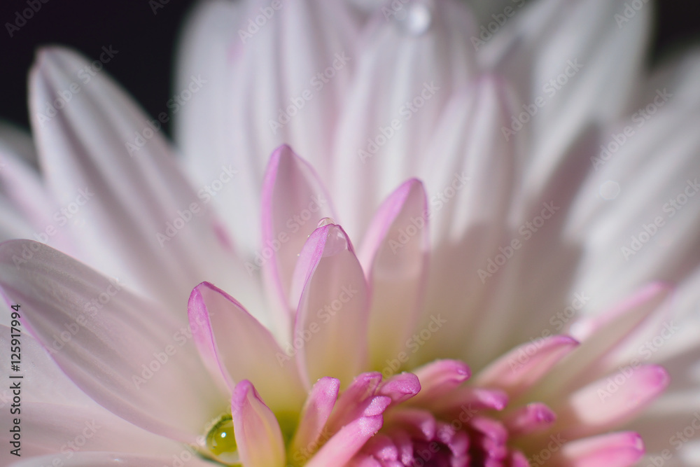 Macro background texture of pink flower petals
