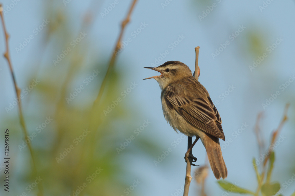 Obraz premium bird