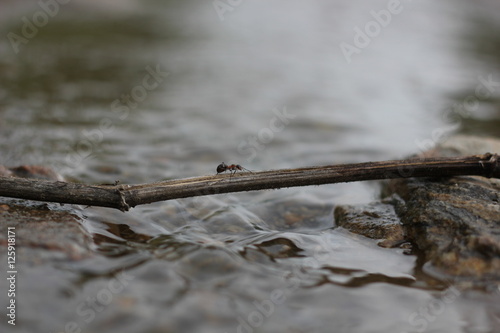 Ant rolling on a branch over a stream