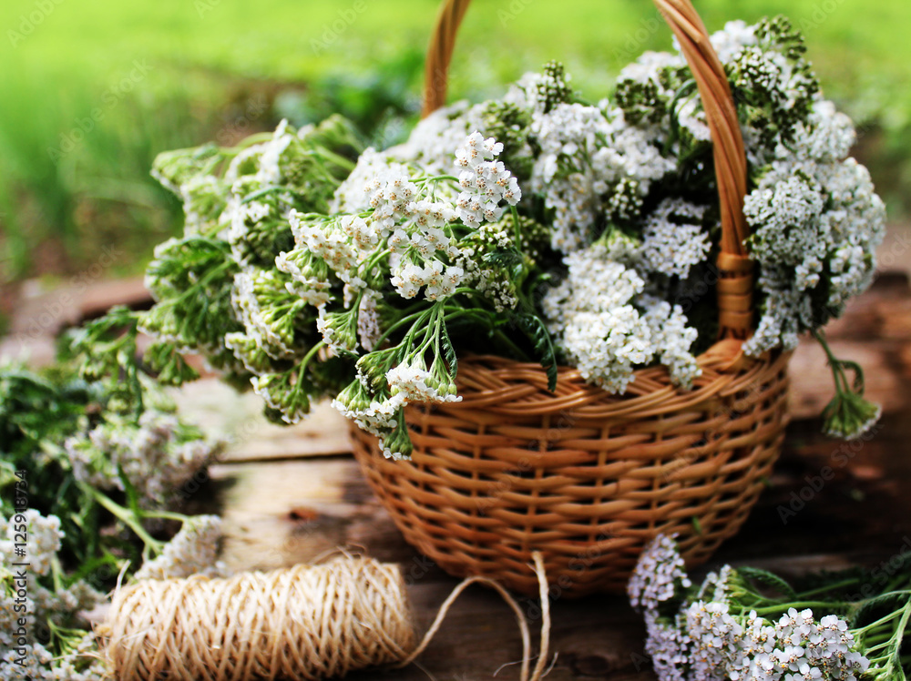 white yarrow in basket white yarrow in basket