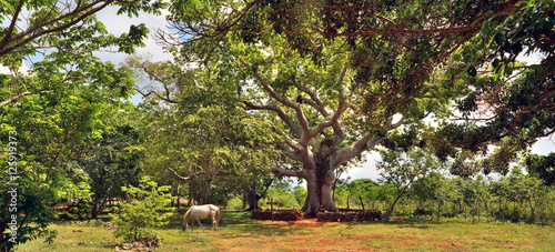 The horse who is grazing under a tree ceiba on the ranch, Cuba photo