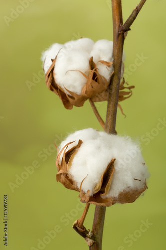 Fototapeta Naklejka Na Ścianę i Meble -  Two cotton buds