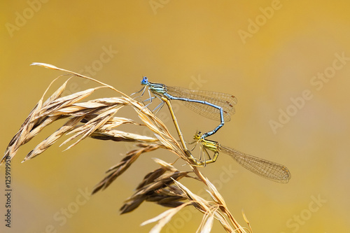two dragonflies sit together in the shape of a heart on a bright summer meadow
