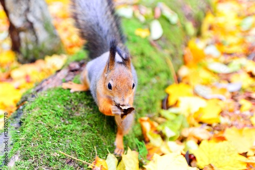 Photos Squirrel wiping its mouth with a leaf