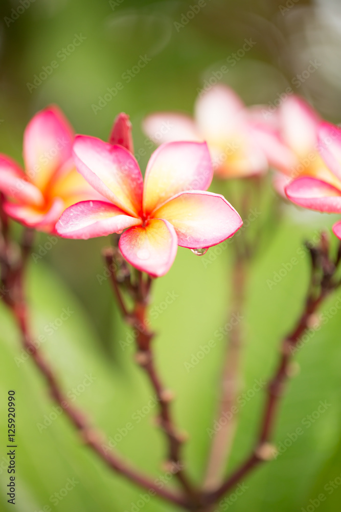 Colorful Plumeria flowers with drops of water