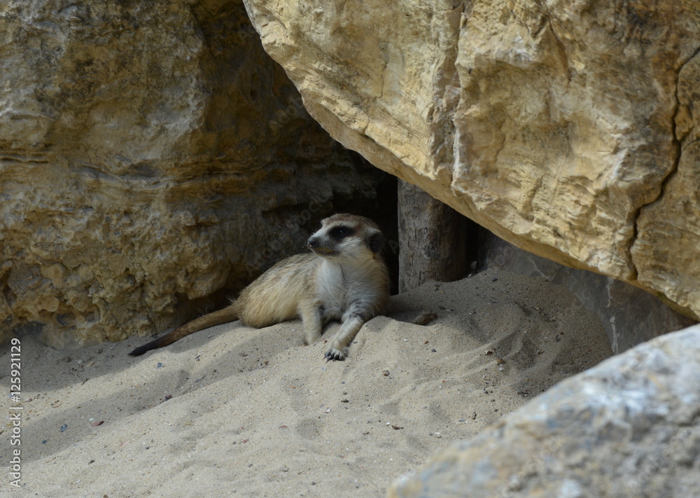 Obraz premium Suricate