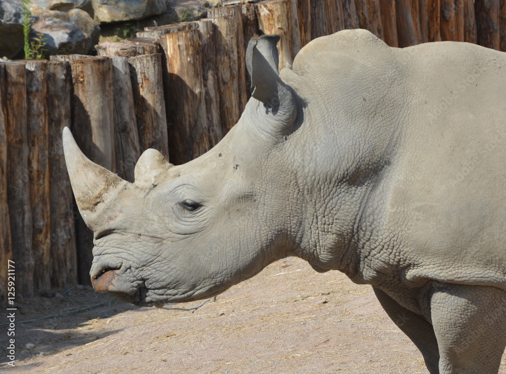 Fototapeta premium Rhinocéros