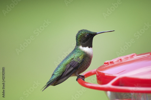 Humming Bird ruby throated 