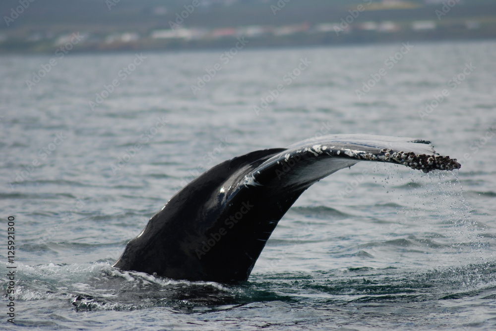 Obraz premium flowers