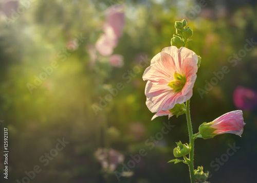 Beautiful Pink hollyhock blossom in the garden with vintage retro sun light color style, Althaea rosea flower