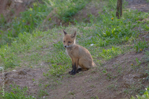 Fototapeta Naklejka Na Ścianę i Meble -  beautiful little fox