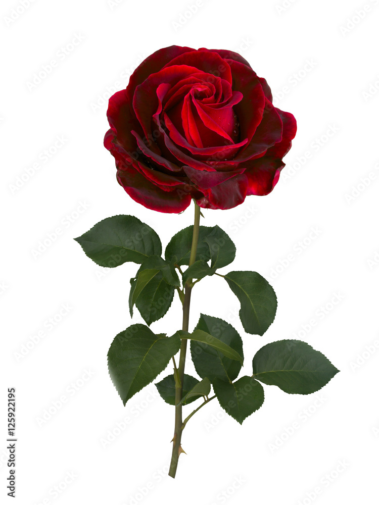 Dark red rose Dark red rose