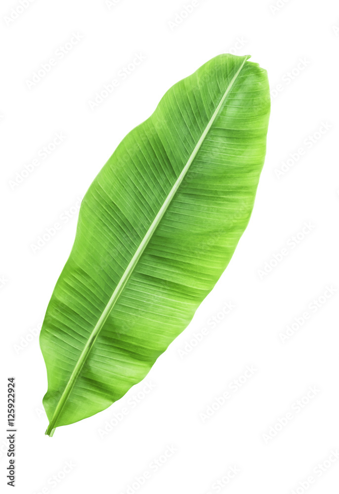 Banana leave isolated over white with CLIPPING PATH Banana leave isolated over white with CLIPPING PATH