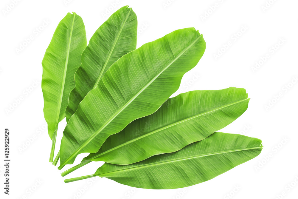 Obraz premium Banana leaves isolated over white. Photo includes three CLIPPING PATH