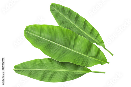 Banana leaves isolated over white. Photo includes three CLIPPING