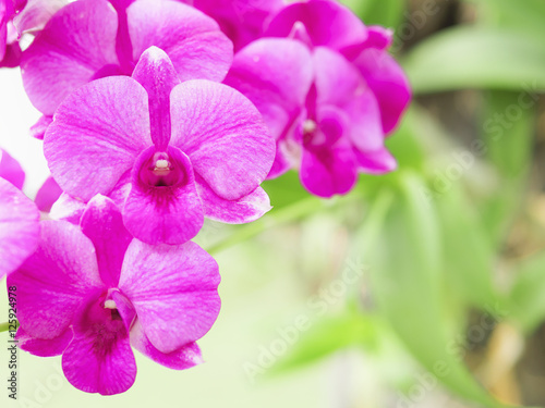 Purple pink orchid flower