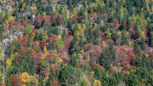 Fotografie, Obraz Autumn forest texture on the mountainside