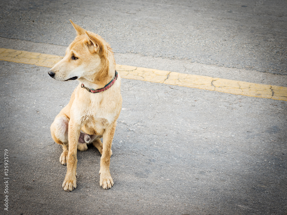 Local Thai dog in a rural street