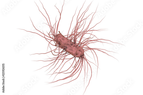 Escherichia coli bacterium isolated on white background, 3D illustration. Gram-negative bacterium with flagella which is part of normal enteric microflora and also causes enteric infections
