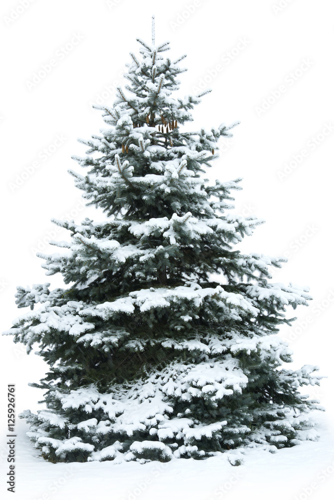 Christmas Tree Christmas Tree