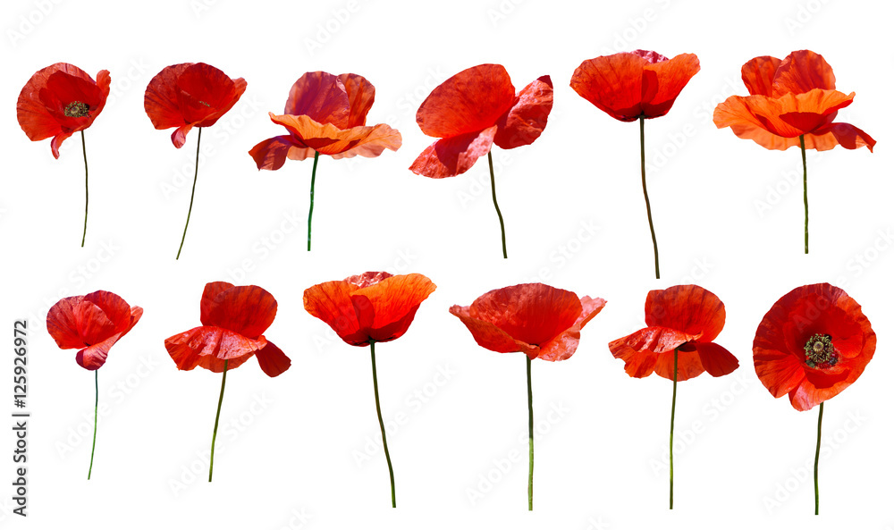 Obraz premium Set of flowers