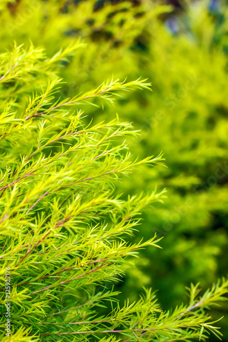Green leaves