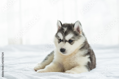 Cute siberian puppy