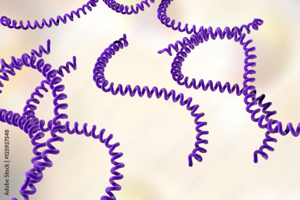 Leptospira, spiral bacteria which cause leptospirosis, 3D illustration Leptospira, spiral bacteria which cause leptospirosis, 3D illustration