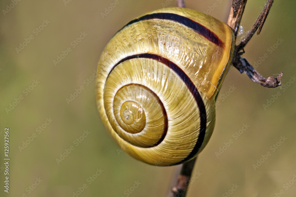 helix helix