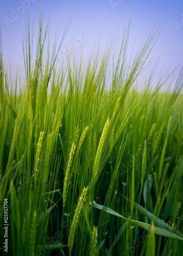Barley in Field