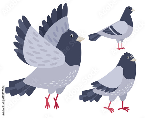 Three cute pigeons collection