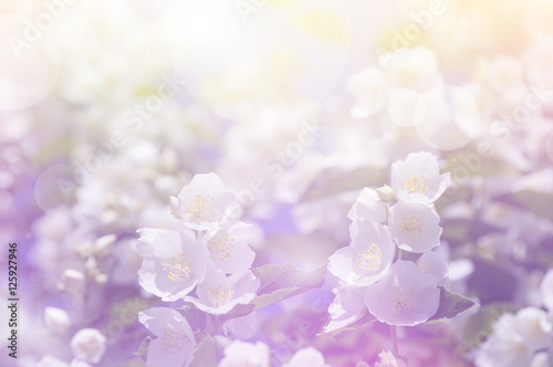 Spring gentle background with bright blooming jasmine