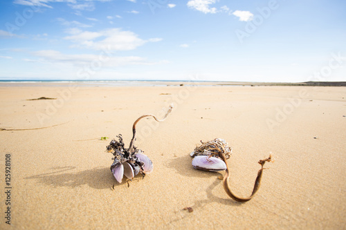 Shells on the sand, Iceland. photo