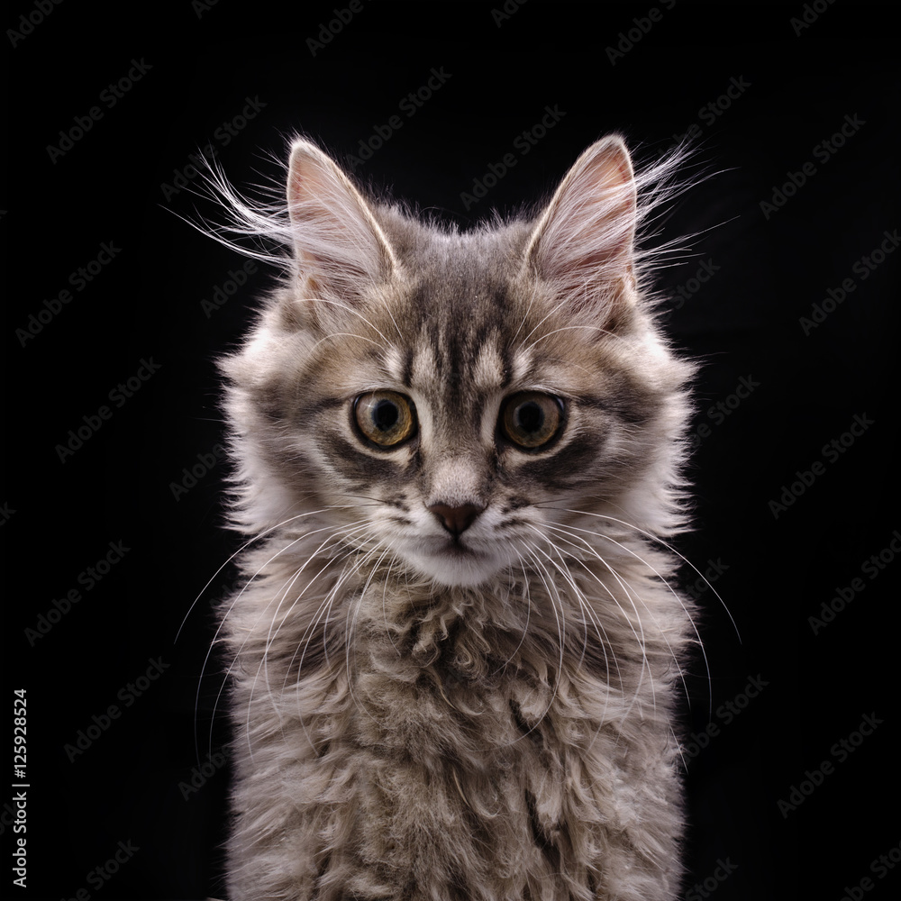 gray fluffy kitten in front on black background