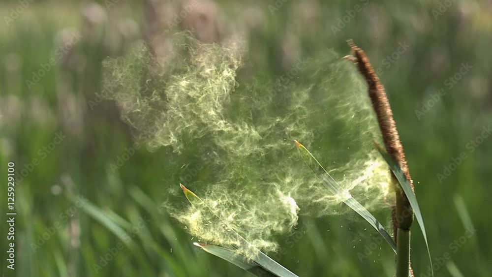 Great Reedmace or Bulrush, typha latifolia, Pollen being released from Plant, Pond in Normandy, Slow Motion