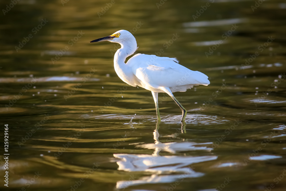 The Snowy Egret is Fishing at Malibu Lagoon The Snowy Egret is Fishing at Malibu Lagoon