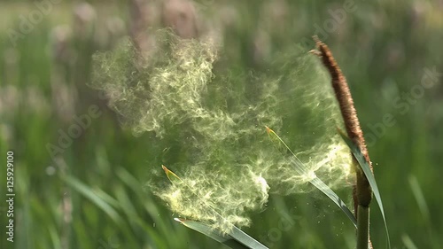 Great Reedmace or Bulrush, typha latifolia, Pollen being released from Plant, Pond in Normandy, Slow Motion photo