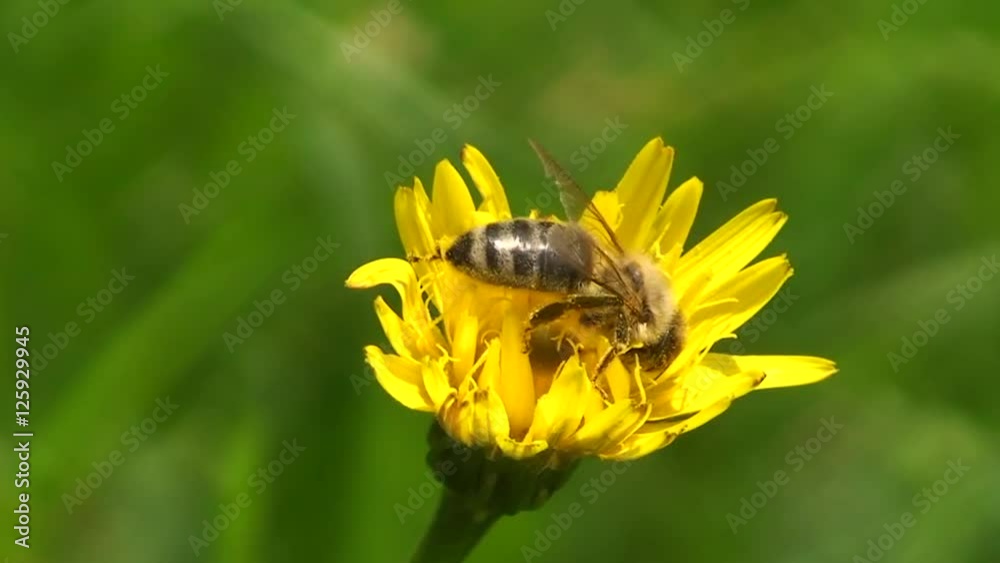 Eine Biene krabbelt auf einer Löwenzahnblüte (Großaufnahme) Eine Biene krabbelt auf einer Löwenzahnblüte (Großaufnahme)