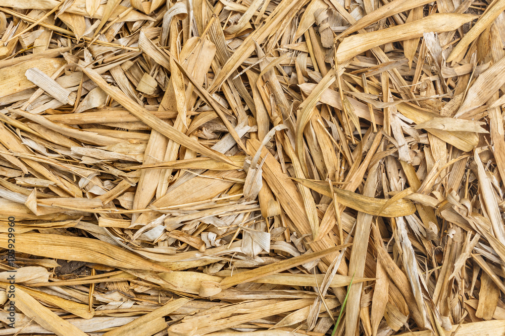 Dried bamboo leaves on ground in autumn garden Dried bamboo leaves on ground in autumn garden