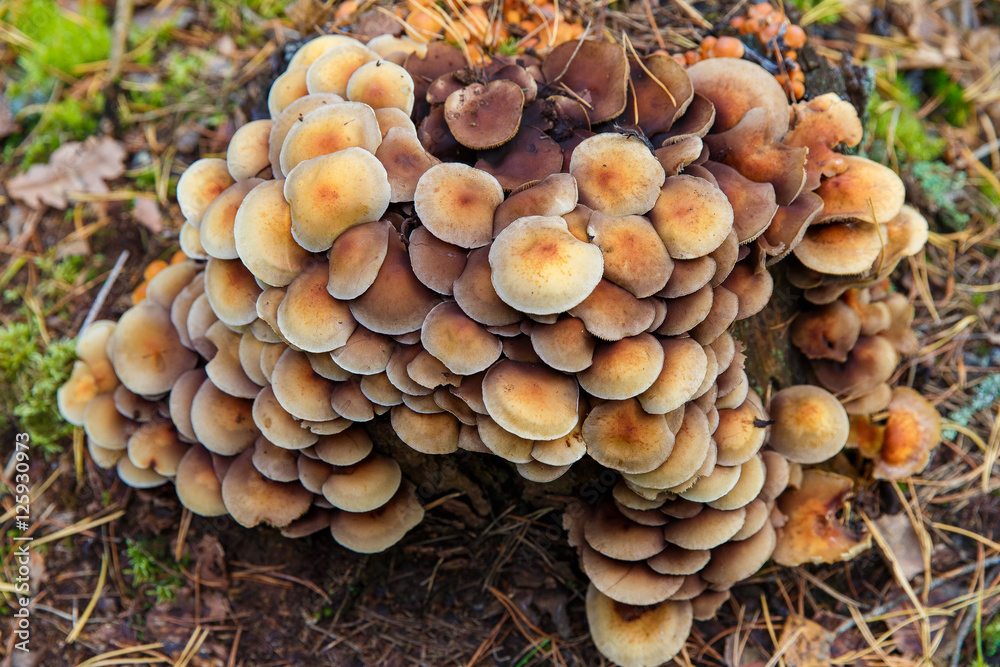 Honey fungus (Armillaria mellea) mushroom in a forest Honey fungus (Armillaria mellea) mushroom in a forest