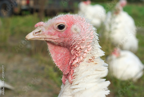 turkey at the farm agriculture bird head closeup