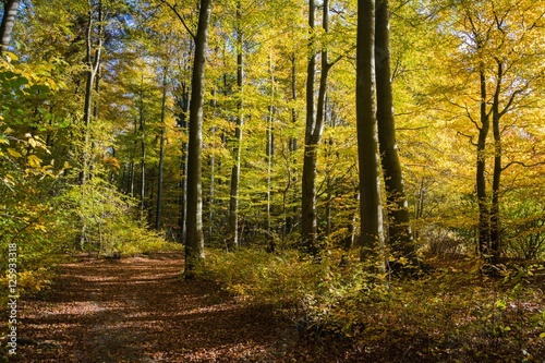 Schöner Herbstwald in Schieder