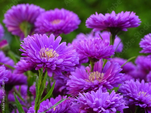 Herbstastern