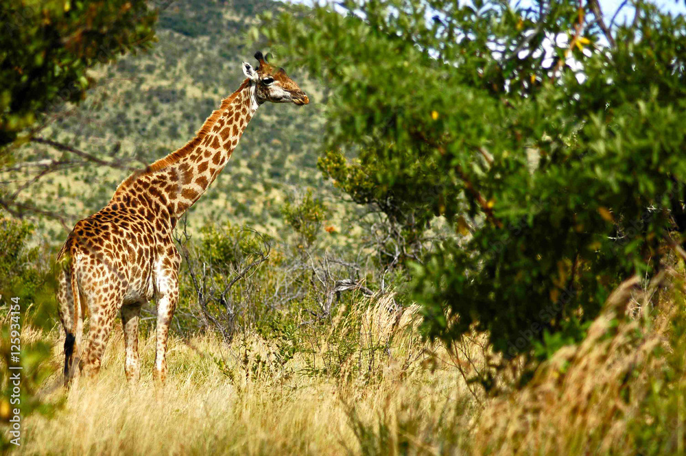 Obraz premium girafe