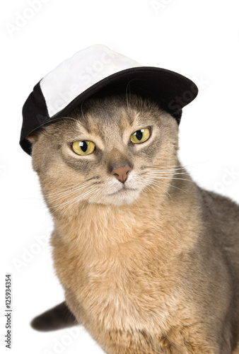 Abyssinian cat in baseball cap isolated on white background 