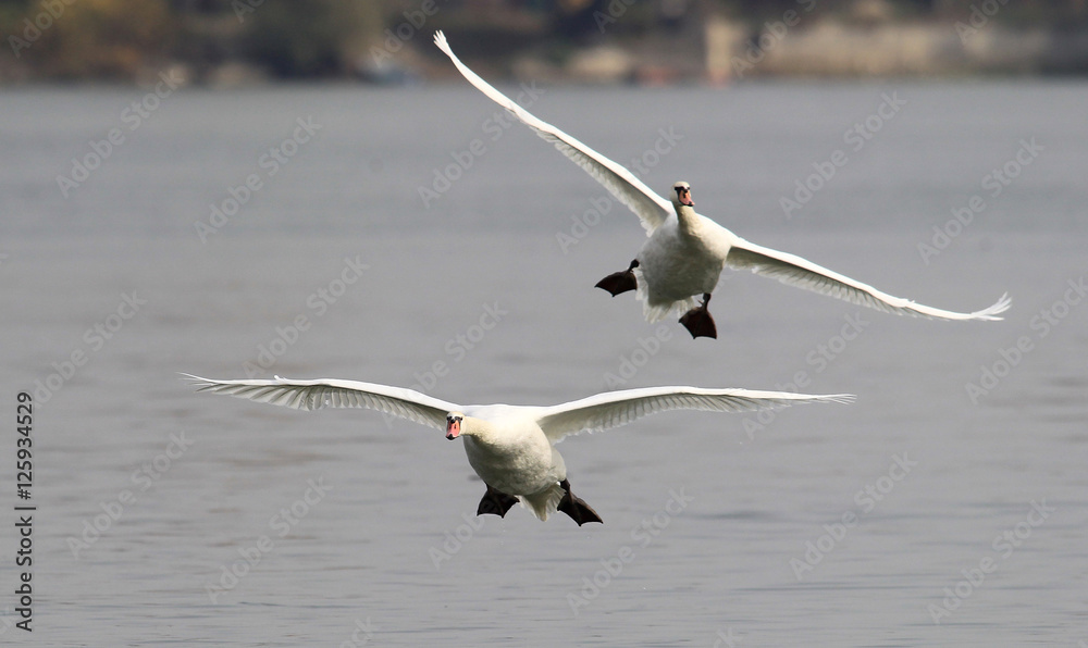 Pair of swans flying over the River Danube at Zemun in the Belgrade Serbia. Pair of swans flying over the River Danube at Zemun in the Belgrade Serbia.