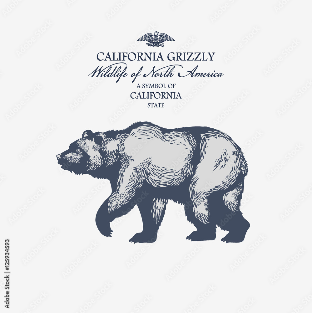 Obraz premium Медведь Гризли, символ штата Калифорния