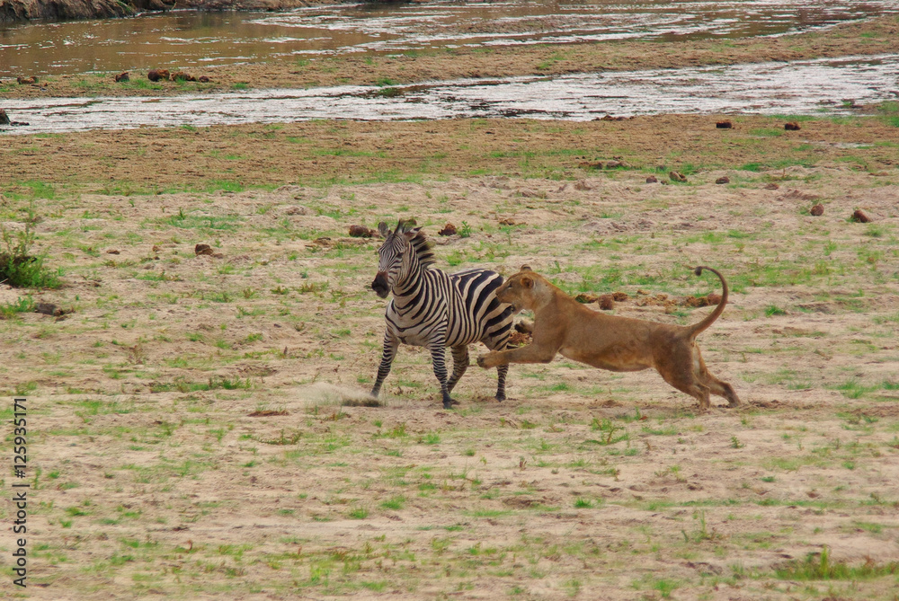 Lion hunting